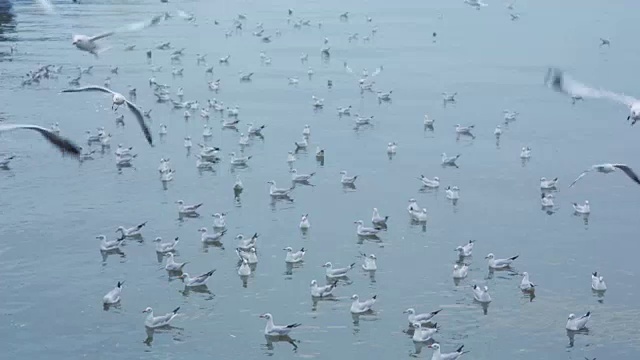 一大群海鸥在岛上的海滩上飞翔视频素材