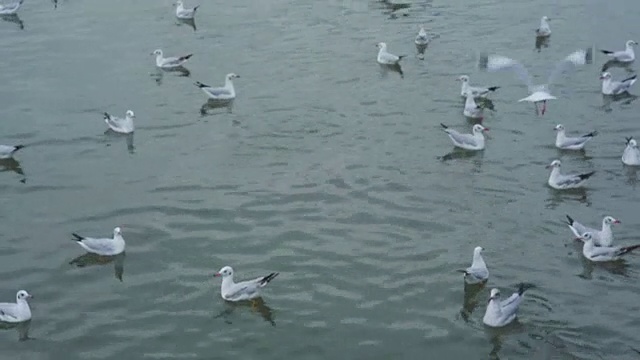 一大群海鸥在岛上的海滩上飞翔视频素材