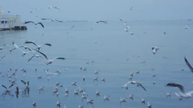 一大群海鸥在岛上的海滩上飞翔视频素材