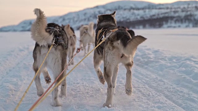 SLO MO POV一只狗在挪威雪地上拉雪橇视频素材