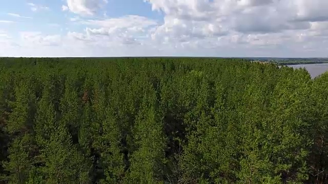 飞过年轻的针叶林视频素材