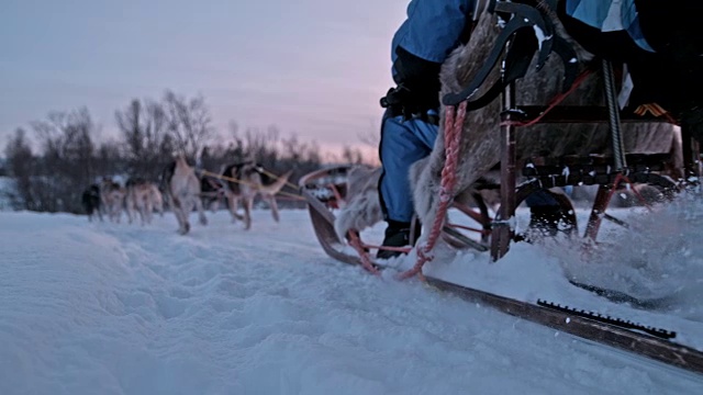 雪橇狗在黎明的雪地上奔跑视频素材