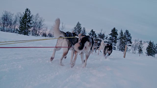 雪橇狗在黎明的雪地上奔跑视频素材