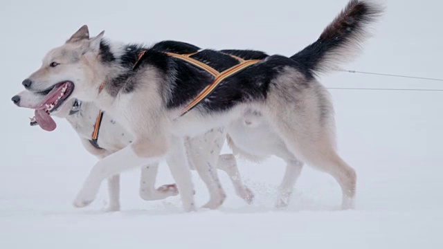 SLO MO LS两只雪橇狗在雪中奔跑视频素材