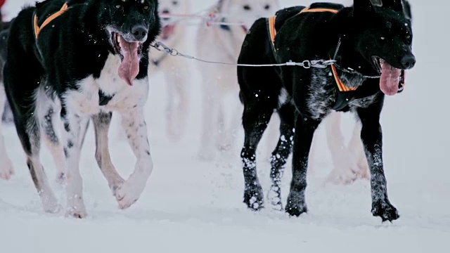 雪橇狗在雪中奔跑视频素材