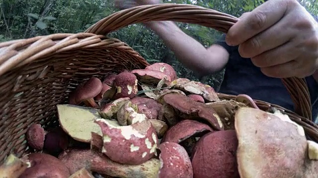 这位成年男子在宾夕法尼亚州波科诺斯的阿巴拉契亚森林里采集蘑菇视频素材