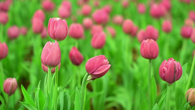 花园里美丽多彩的郁金香视频素材