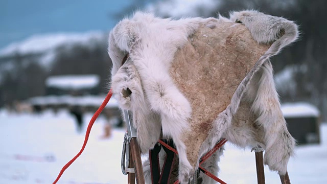 雪橇上的鹿皮视频素材