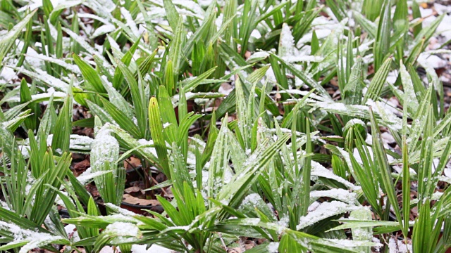 雪中的绿色幼苗视频素材