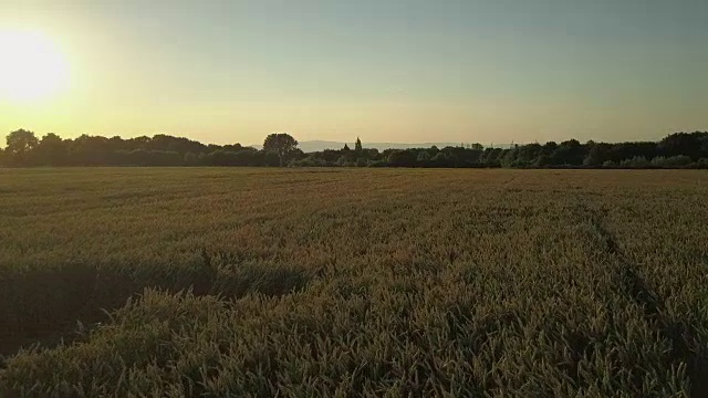 无人机在日落时飞过麦田，背景是城市视频素材