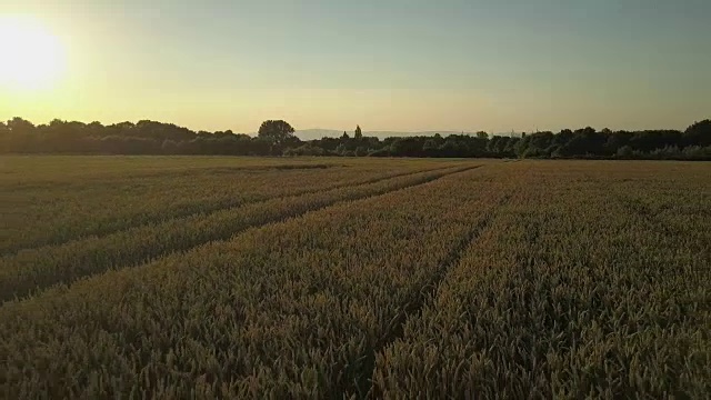 无人机在日落时飞过麦田，背景是城市视频素材