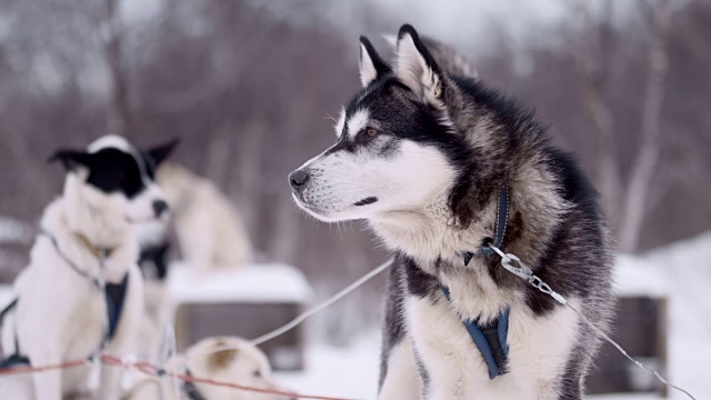 SLO MO Husky在休息视频素材