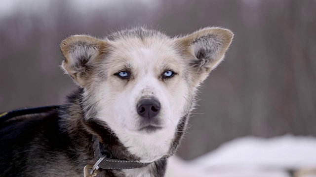 SLO MO Husky看着镜头视频素材