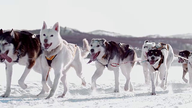 雪橇狗在雪中奔跑视频素材