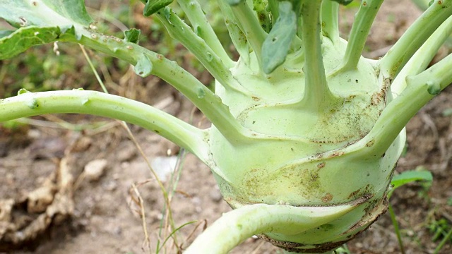 大头菜在花园里生长。大头菜准备收获了。视频素材