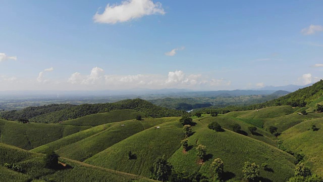 乡村景观，田野里的玉米准备收获的背景山，俯视图从无人机的空中视频。视频素材