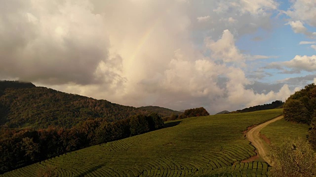 无人机拍摄空中茶园美丽的风景。4 k视频下载