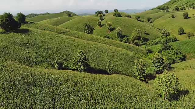 乡村景观，田野里的玉米准备收获的背景山，俯视图从无人机的空中视频。视频素材