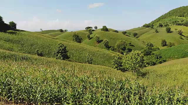 乡村景观，田野里的玉米准备收获的背景山，俯视图从无人机的空中视频。视频素材