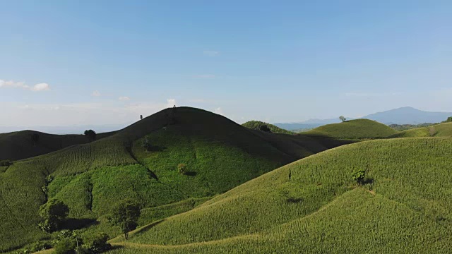 乡村景观，田野里的玉米准备收获的背景山，俯视图从无人机的空中视频。视频素材