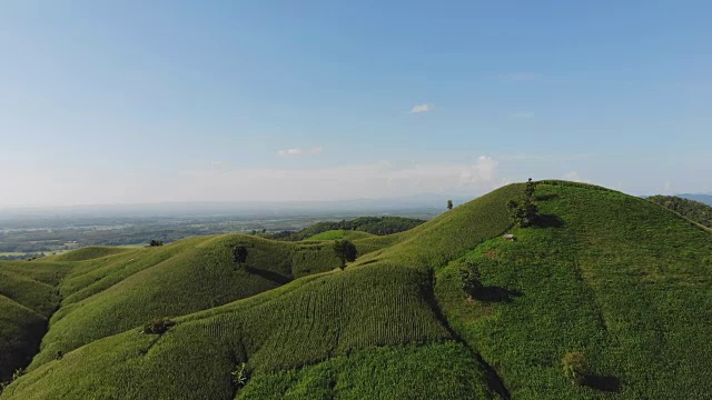 乡村景观，田野里的玉米准备收获的背景山，俯视图从无人机的空中视频。视频素材