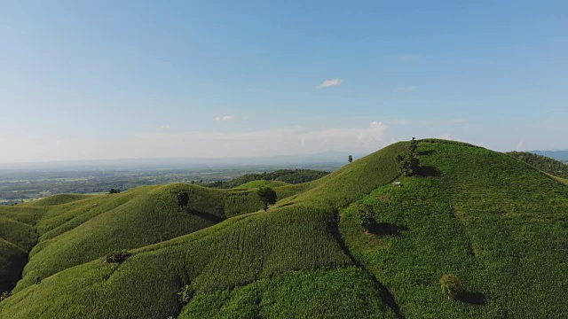 乡村景观，田野里的玉米准备收获的背景山，俯视图从无人机的空中视频。视频素材