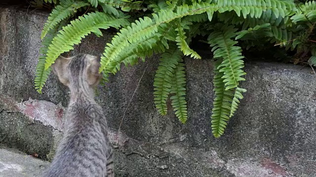 条纹的小猫的猫视频素材