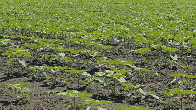 农田中的一排农业植物视频素材