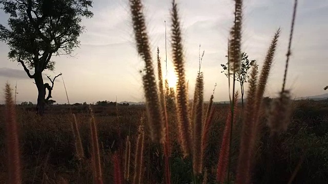 田野草地和美丽的日落视频素材