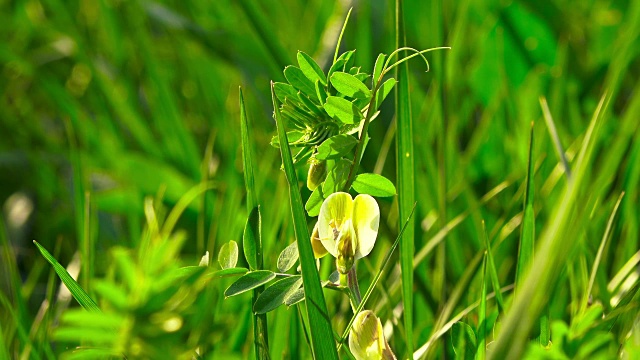 草地鲜花,特写视频素材