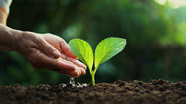 种植树木树木护理浇水，手农民在傍晚浇水幼苗视频素材