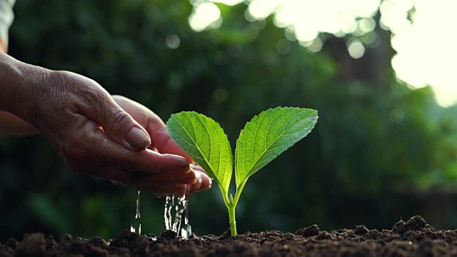 种植树木树木护理浇水，手农民在傍晚浇水幼苗视频素材