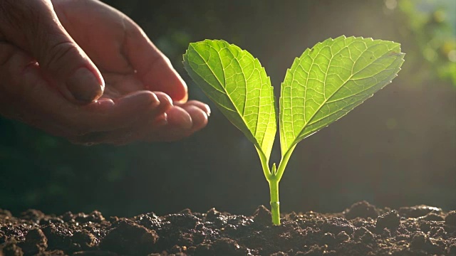 种植树木树木护理浇水，手农民在傍晚浇水幼苗视频素材