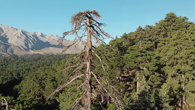 土耳其Yenisarbademli Kizildag国家公园的森林和Melikler高原Dedegol山的景色视频素材