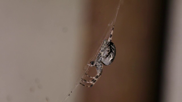 西洋或欧洲花园蜘蛛(araneus diadematus)会在夜间穿过蜘蛛网寻找猎物。景深较浅，每秒59.94帧。视频素材