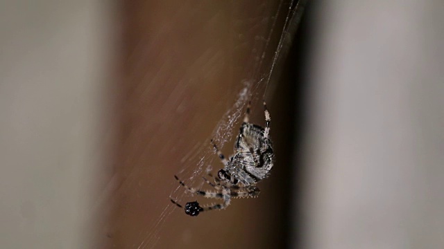 西洋或欧洲花园蜘蛛(araneus diadematus)会在夜间穿过蜘蛛网寻找猎物。景深较浅，每秒59.94帧。视频素材