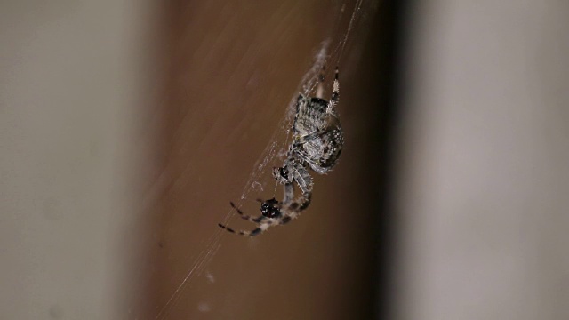 西洋或欧洲花园蜘蛛(araneus diadematus)会在夜间穿过蜘蛛网寻找猎物。景深较浅，每秒59.94帧。视频素材