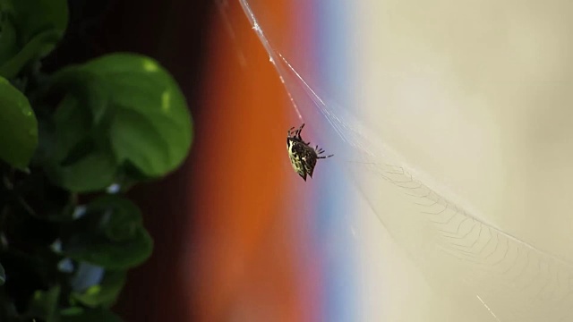 宏观昆虫花园编织器视频素材