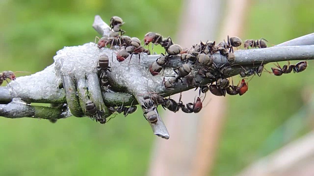 昆虫和蚂蚁自然集合视频素材