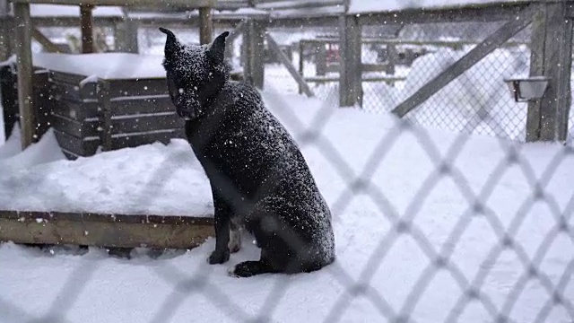 挪威旅馆里的雪橇狗视频素材