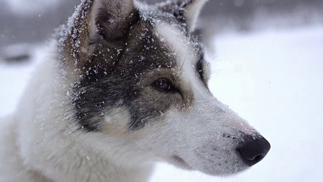 雪地里的哈士奇视频素材