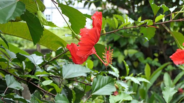 红色的芙蓉花视频素材