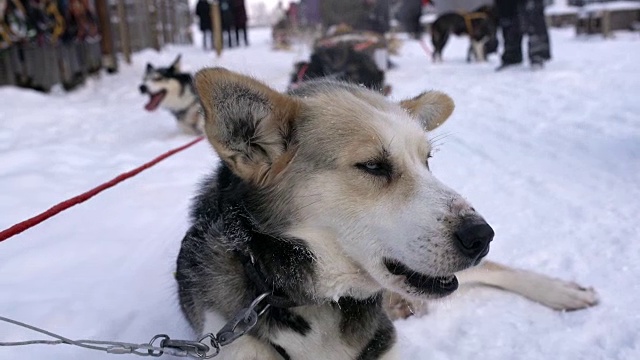 雪橇狗在雪中休息视频素材