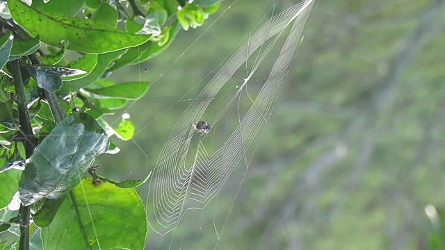 蜘蛛昆虫编织视频素材