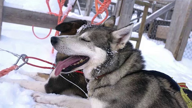 雪橇狗在雪中休息视频素材