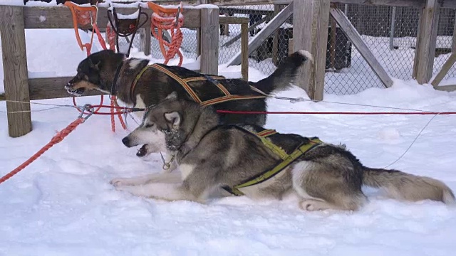 WS雪橇狗视频素材