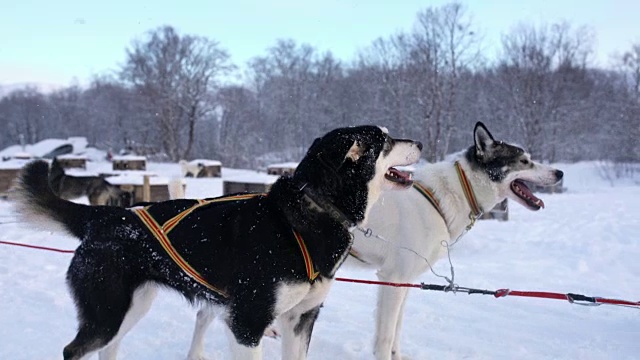 雪橇狗等待着奔跑视频素材