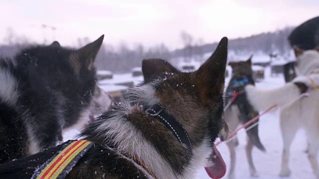 雪橇犬准备跑步视频素材