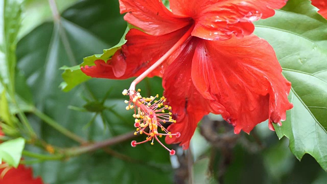 红色的芙蓉花视频素材