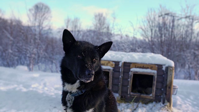 雪橇犬站在狗窝前视频素材